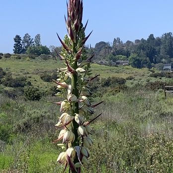 Peters Canyon Regional Park - Parks Near Me - Orange, California