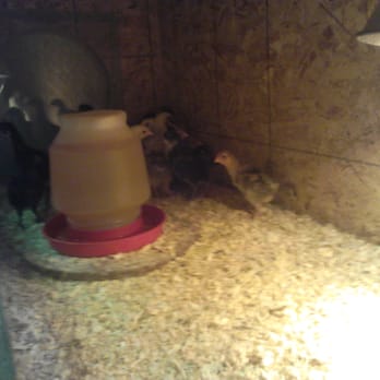 Chickens Galore - Pet Stores Near Me - Norco, California Chickens Galore - Pet Stores Near Me - Norco, California
