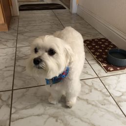 Tin Tin looking spiffy after his grooming! Tin Tin looking spiffy after his grooming!