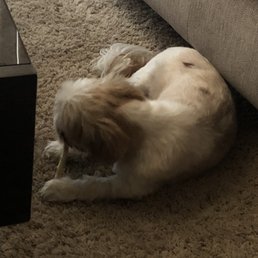 Fabio loved his new treats! Fabio loved his new treats!