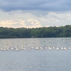 Joe Wheeler State Park - Group of pelicans in the lake