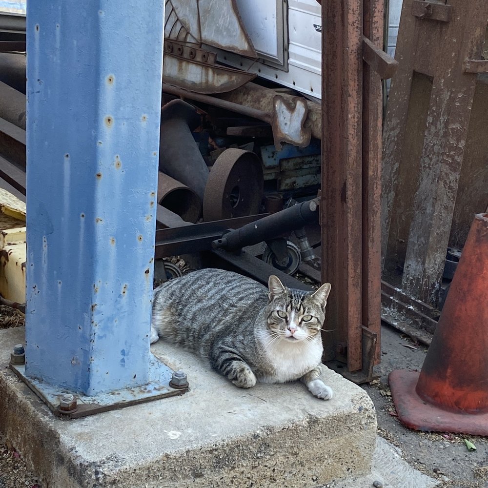 Gumball, the shop mascot
