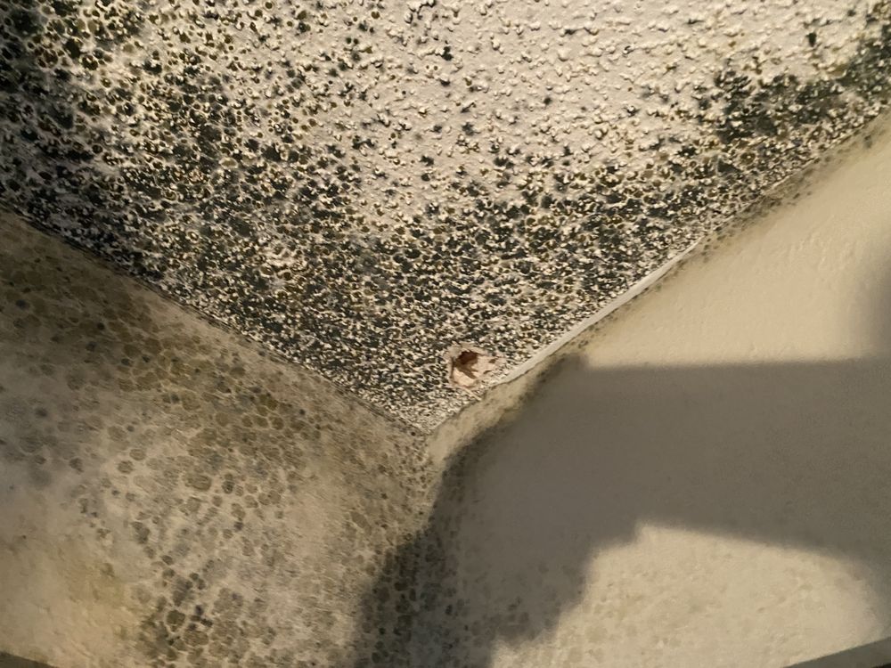 Adaptive Environmental Consulting - mold inspector in Thornton, CO