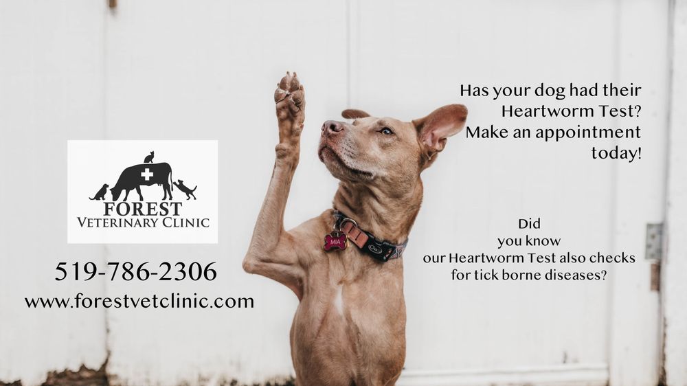 FOREST VETERINARY CLINIC Updated September 2024 6378 Townsend Line