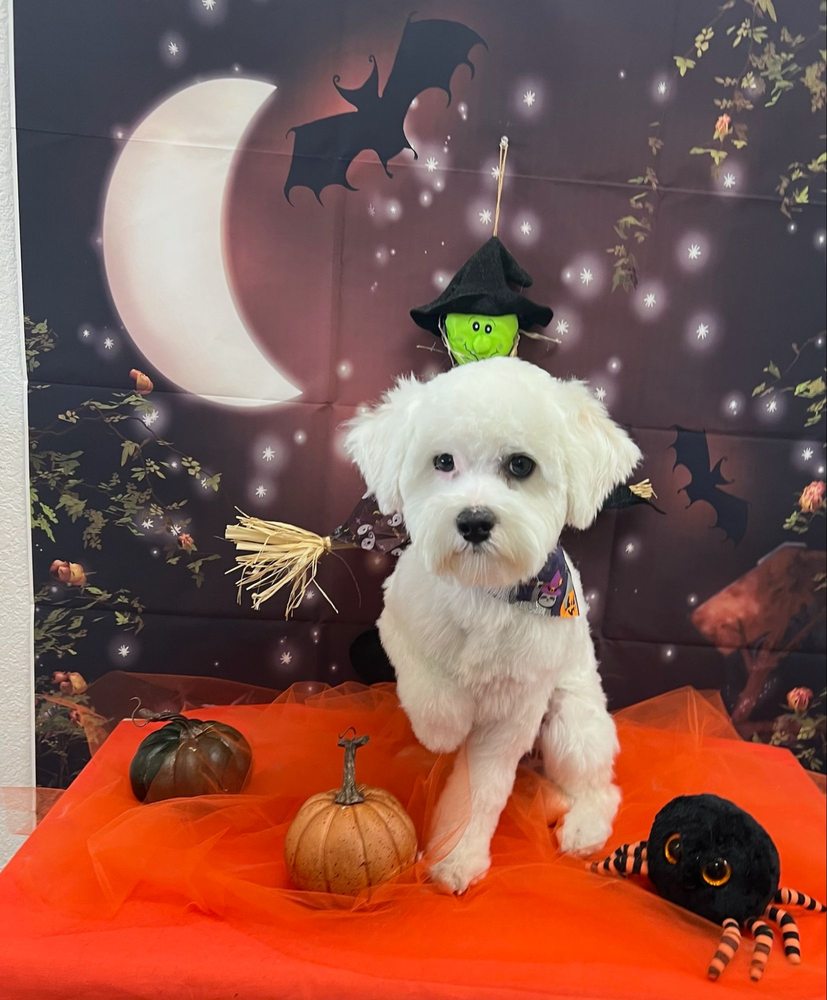 PAMPERED PET GROOMING Updated October 2024 41 Photos & 64 Reviews