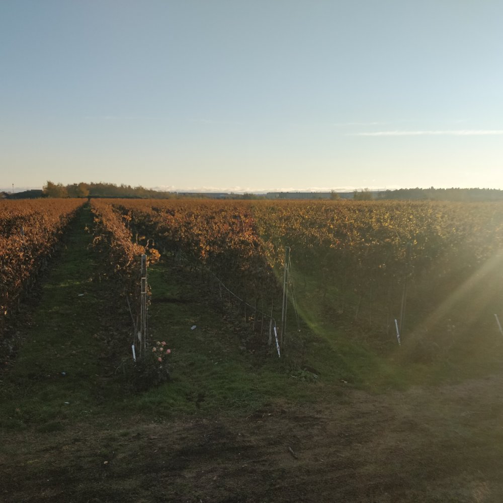Lulu Island Winery - Wineries Near Me - Richmond, British Columbia Lulu Island Winery - Wineries Near Me - Richmond, British Columbia