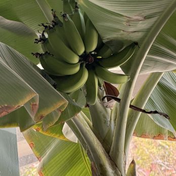 Posh Polish - An actual banana plant in the salon - Nail Salons Near Me - Oakland, California Posh Polish - An actual banana plant in the salon - Nail Salons Near Me - Oakland, California