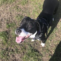 My dog Oat
