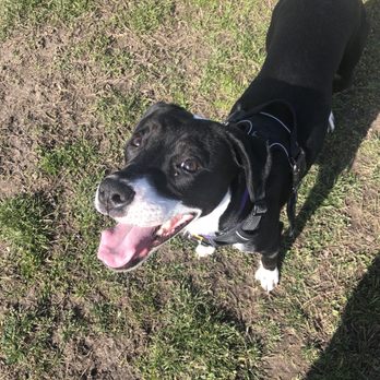 Greenwood Veterinary Care - My dog Oat - Veterinarians Near Me - Brooklyn, New York