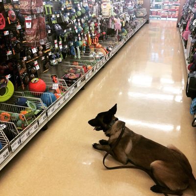 night and day k9 training