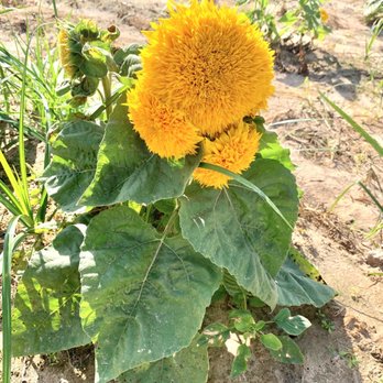 P-6 Farms - Farmers Market Near Me - Montgomery, Texas P-6 Farms - Farmers Market Near Me - Montgomery, Texas