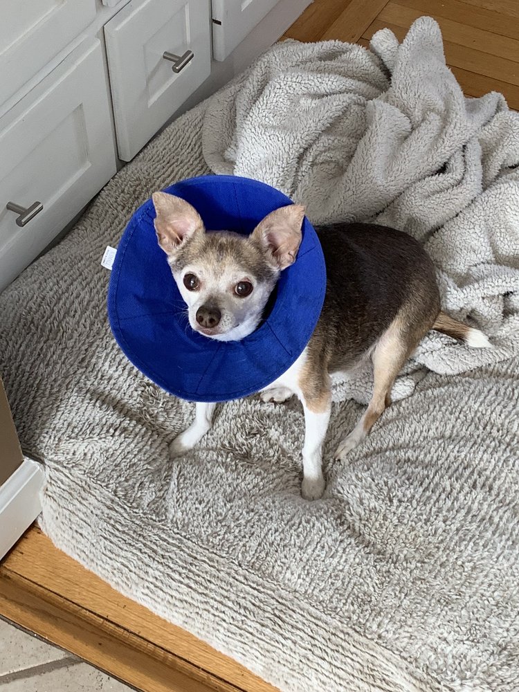 BOLTON VETERINARY HOSPITAL Updated October 2024 16 Photos & 75