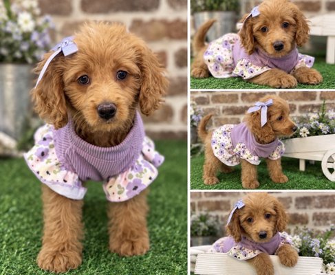 Call to inquire about available Puppies! - Text or Call for Full Details - (770) 519-3463