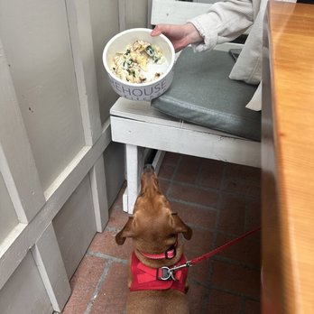 Shorehouse Kitchen - Chicken, rice and spinach bowl for Otis - Breakfast & Brunch Near Me - Carlsbad, California Shorehouse Kitchen - Chicken, rice and spinach bowl for Otis - Breakfast & Brunch Near Me - Carlsbad, California