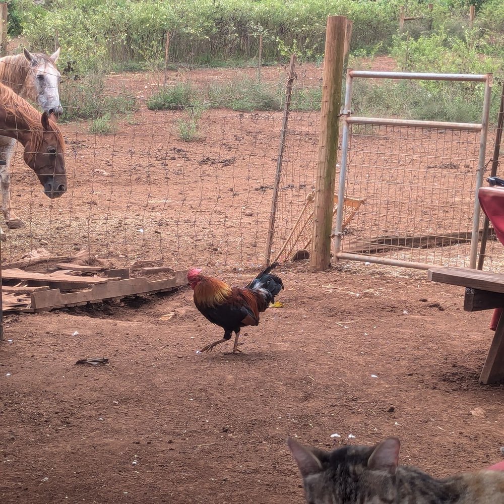 Maui Mountain Activities - Horseback Riding Near Me - Wailuku, Hawaii