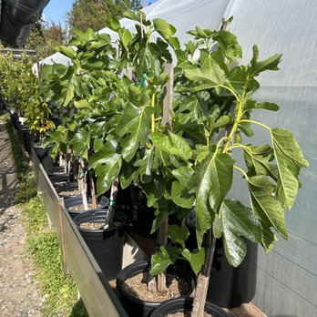 Papaya Tree Nursery - Fig trees - Nurseries & Gardening Near Me - Granada Hills, California Papaya Tree Nursery - Fig trees - Nurseries & Gardening Near Me - Granada Hills, California