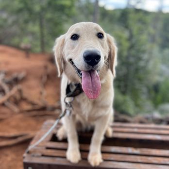 Island Dog Obedience - Pet Training Near Me - Honolulu, Hawaii Island Dog Obedience - Pet Training Near Me - Honolulu, Hawaii