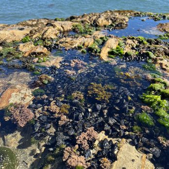 Natural Bridges State Beach - mussels in the tide pools - Beaches Near Me - Santa Cruz, California Natural Bridges State Beach - mussels in the tide pools - Beaches Near Me - Santa Cruz, California