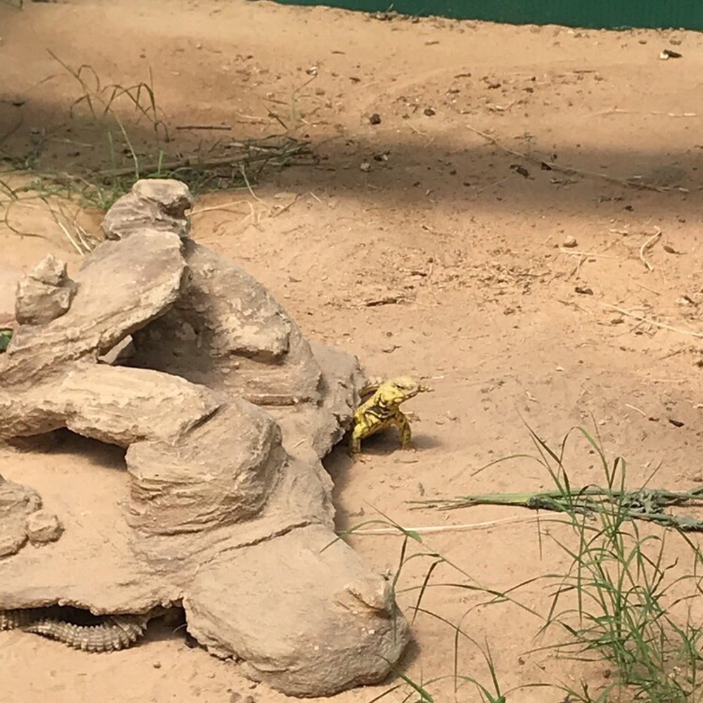 Texas Reptile Zoo - Kind of hard to see but these little critters were running around about a mile a minute! So adorable - Zoos Near Me - Bastrop, Texas Texas Reptile Zoo - Kind of hard to see but these little critters were running around about a mile a minute! So adorable - Zoos Near Me - Bastrop, Texas