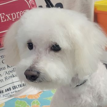 Urban Style Dog - Hochi's first visit. - Pet Groomers Near Me - Las Vegas, Nevada Urban Style Dog - Hochi's first visit. - Pet Groomers Near Me - Las Vegas, Nevada
