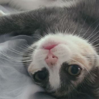 Petco - The shelter named her Ravioli, wife also didnt like meatball so here is Olive ( garden) - Pet Stores Near Me - North Charleston, South Carolina