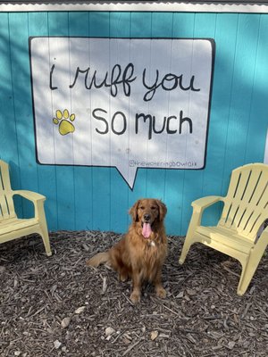 The Watering Bowl by null