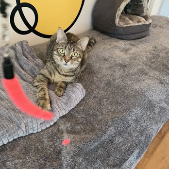 Purr Cup Cafe - Coffee & Tea Near Me - Raleigh, North Carolina