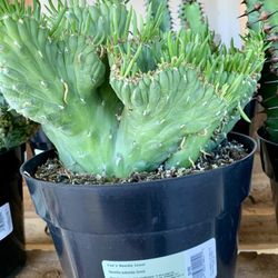 Sprouts Farmers Market - Succulents outside at entrance