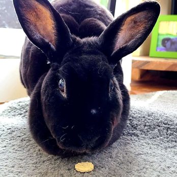 Wigglebottoms - Kimme waiting patiently for her treat (Daily photo update from Aubbie @ Wigglebottoms) - Pet Sitting Near Me Wigglebottoms - Kimme waiting patiently for her treat (Daily photo update from Aubbie @ Wigglebottoms) - Pet Sitting Near Me