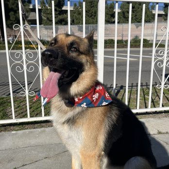 Happy Spa Dogs Mobile Grooming - Pet Groomers Near Me