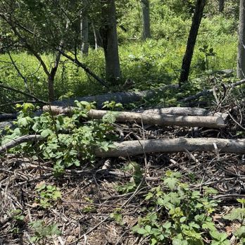 Crouse Tree Service - Tree Services Near Me - Pulaski, New York Crouse Tree Service - Tree Services Near Me - Pulaski, New York
