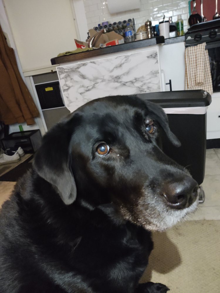 HOPE SPRINGS VETERINARY AT GREAT BRIDGE Updated October 2024 504 Photos & 24 Reviews 1010