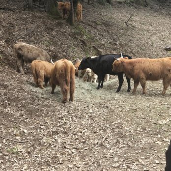 Saluti Cellars - Cute highland cows - Venues & Event Spaces Near Me - Somerset, California