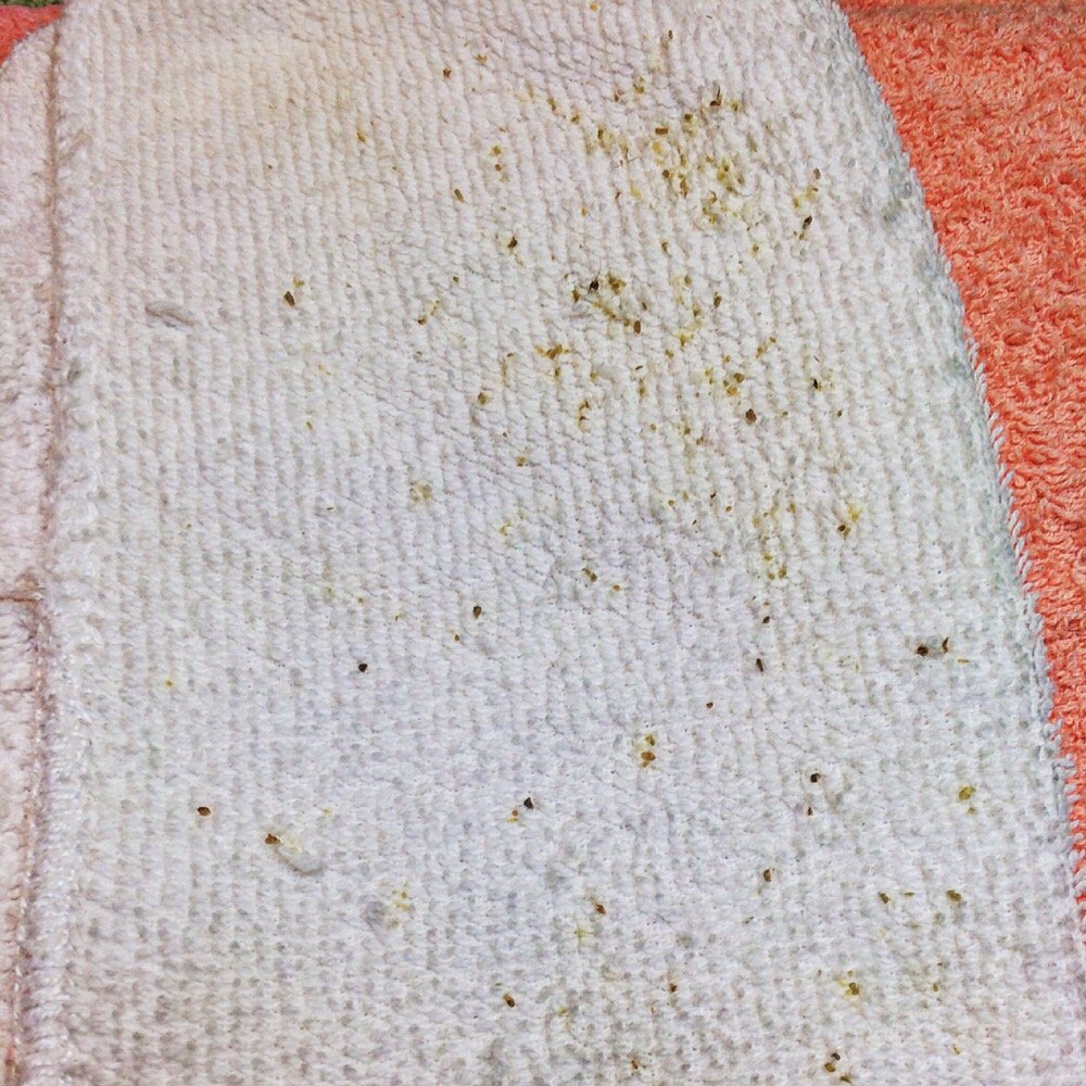 Peach Esthetics Logo