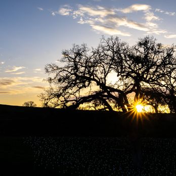 Sensorio - Field Of Light at Sensorio - Paso Robles, CA - Art Galleries Near Me - Paso Robles, California