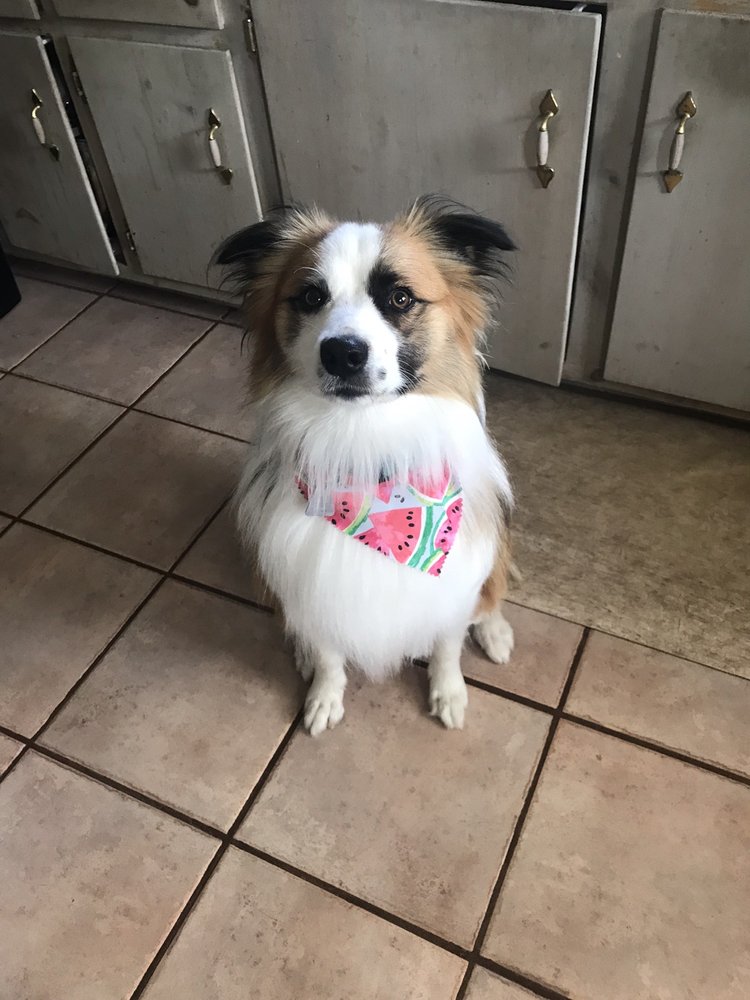 AUSSIE PET MOBILE OF STAMFORD Updated July 2024 42 Photos & 11