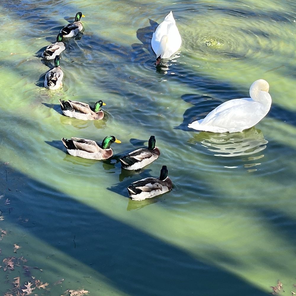 Road Rouxles, image size:1000x1000