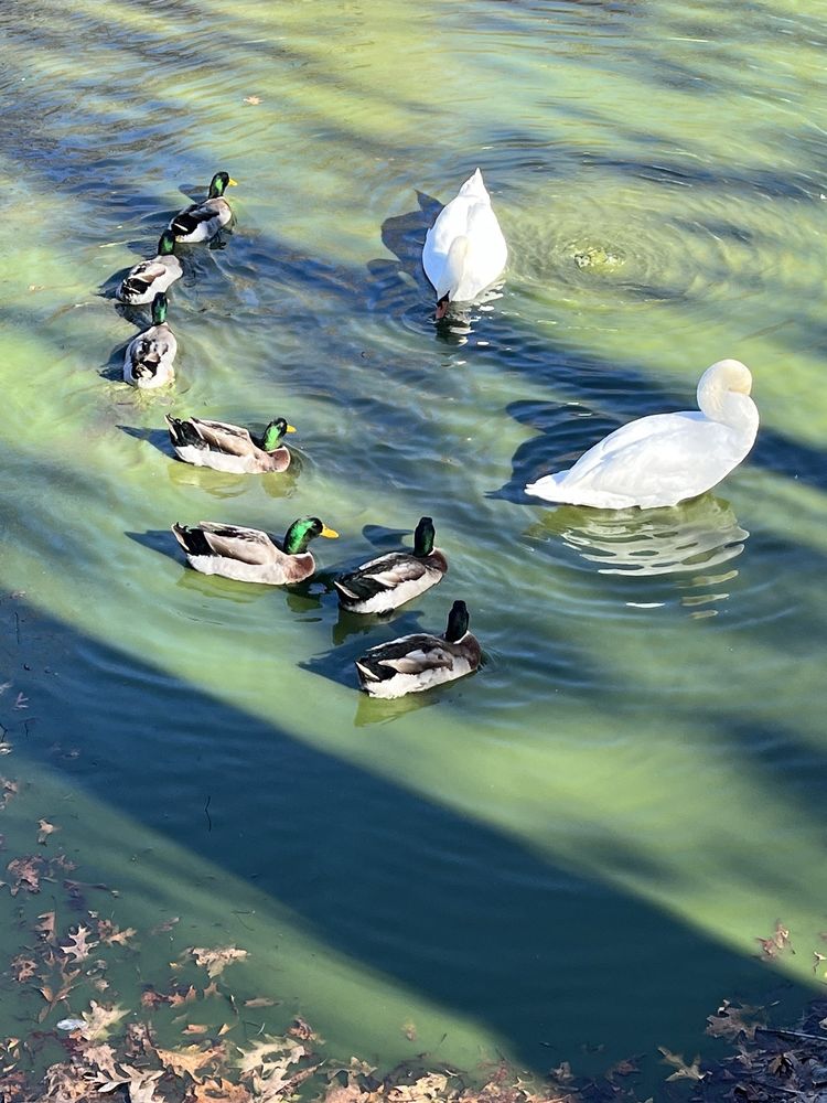 Lupa Zoo - social services organization in Ludlow, MA