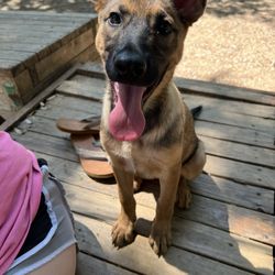 Central Dog Park - 3 month old Belgian Malinois girl