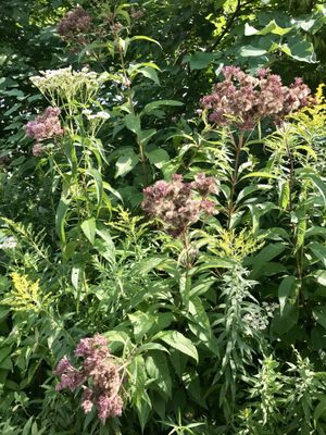 Corktown Common by null