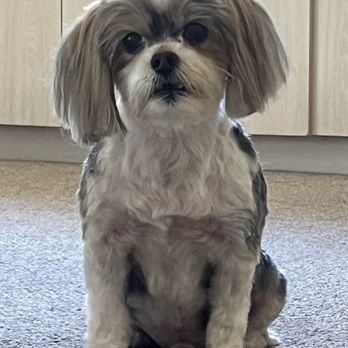 North Beach Pampered Pets - Teddy - Pet Groomers Near Me - San Clemente, California North Beach Pampered Pets - Teddy - Pet Groomers Near Me - San Clemente, California