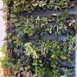 Marnie C Bauer, DMD - Plant Wall