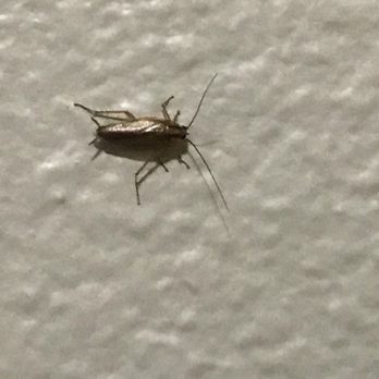Jay's Pest Control Solutions - Pest Control Near Me