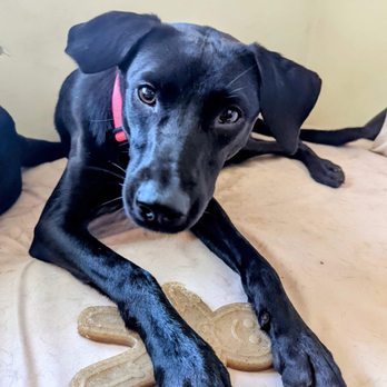 Adopt A Doggie - Jazzy is playful, fun and very loving. - Pet Adoption Near Me Adopt A Doggie - Jazzy is playful, fun and very loving. - Pet Adoption Near Me