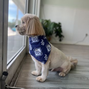 Harbor Dog Pet Spa - Pet Groomers Near Me - Tampa Bay, Florida Harbor Dog Pet Spa - Pet Groomers Near Me - Tampa Bay, Florida
