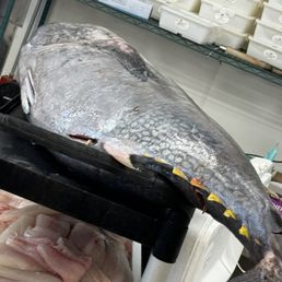 Fresh Caught Bluefin Tuna Ready to be prepared for sale... Fresh Caught Bluefin Tuna Ready to be prepared for sale...
