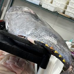 Fresh Caught Bluefin Tuna Ready to be prepared for sale...