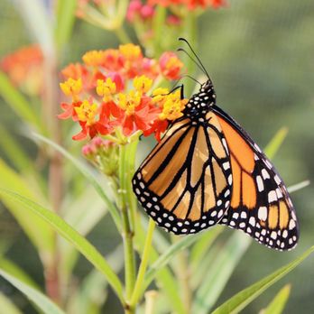 All A Flutter - Pet Breeders Near Me - High Point, North Carolina