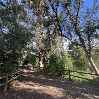 Santiago Oaks Regional Park - trees - Parks Near Me - Orange, California