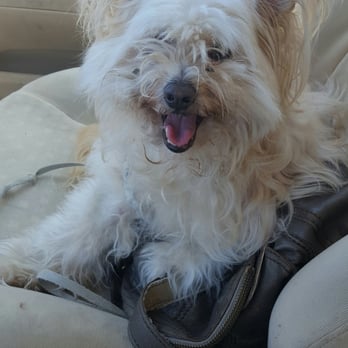 Horizon Pet Supply - Mr. Shaggy (Snuggles before) - Pet Groomers Near Me - Winchester, California Horizon Pet Supply - Mr. Shaggy (Snuggles before) - Pet Groomers Near Me - Winchester, California